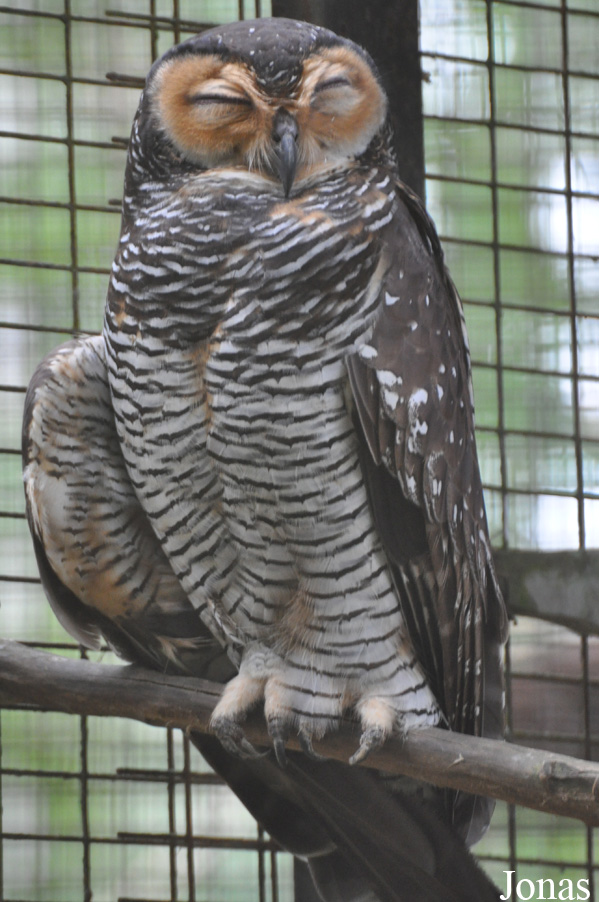 Strix seloputo