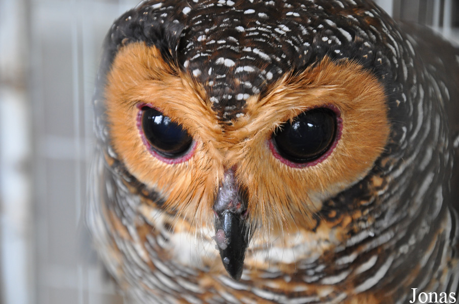 Strix seloputo