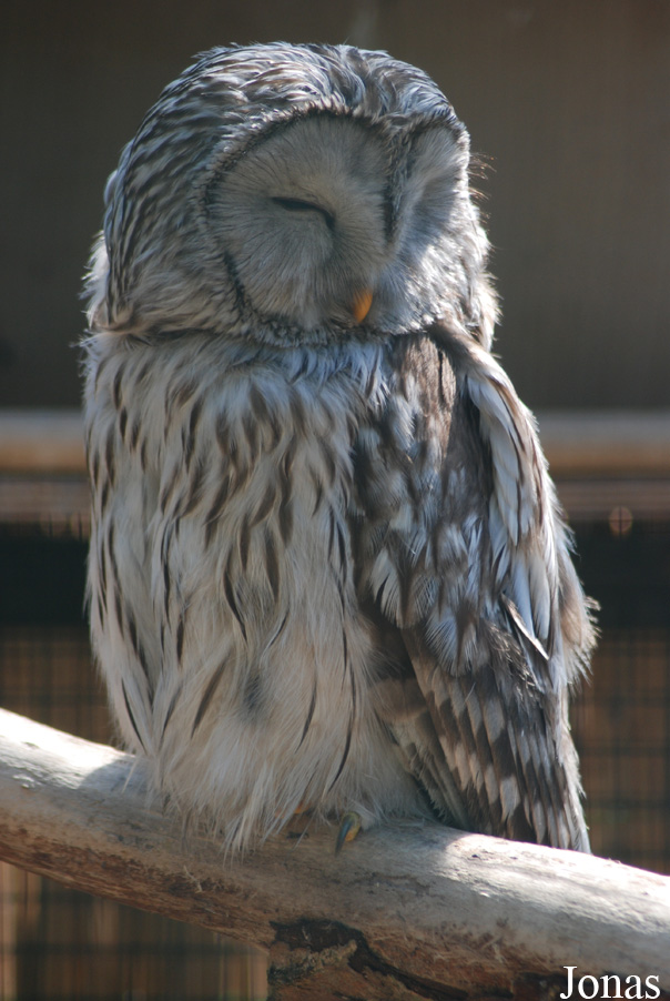 Strix uralensis