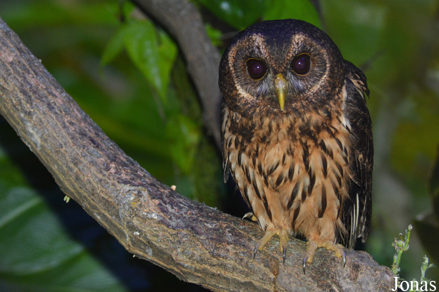Strix virgata