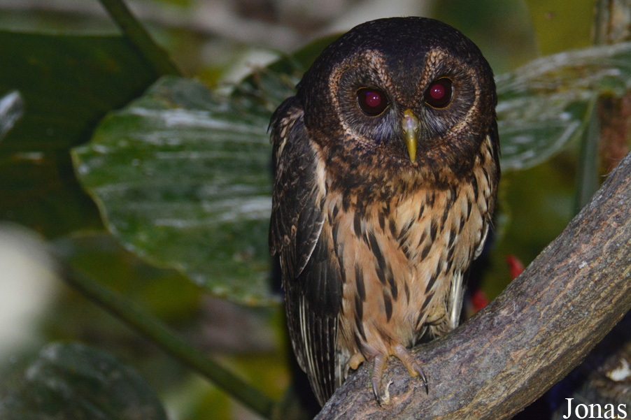 Strix virgata