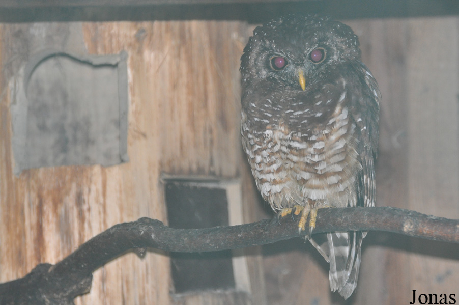 Strix woodfordii