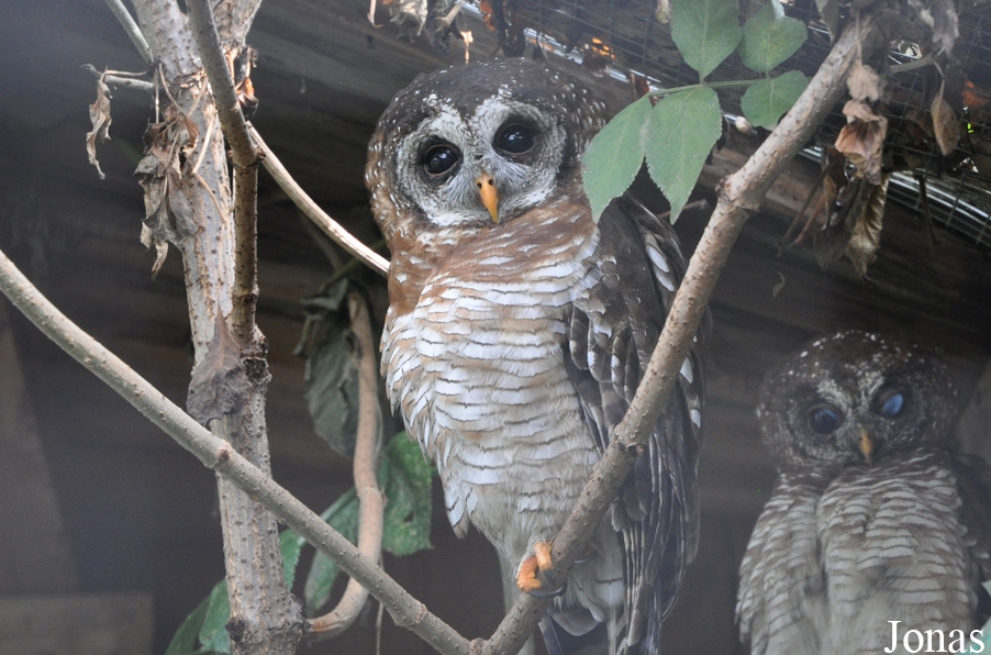 Strix woodfordii