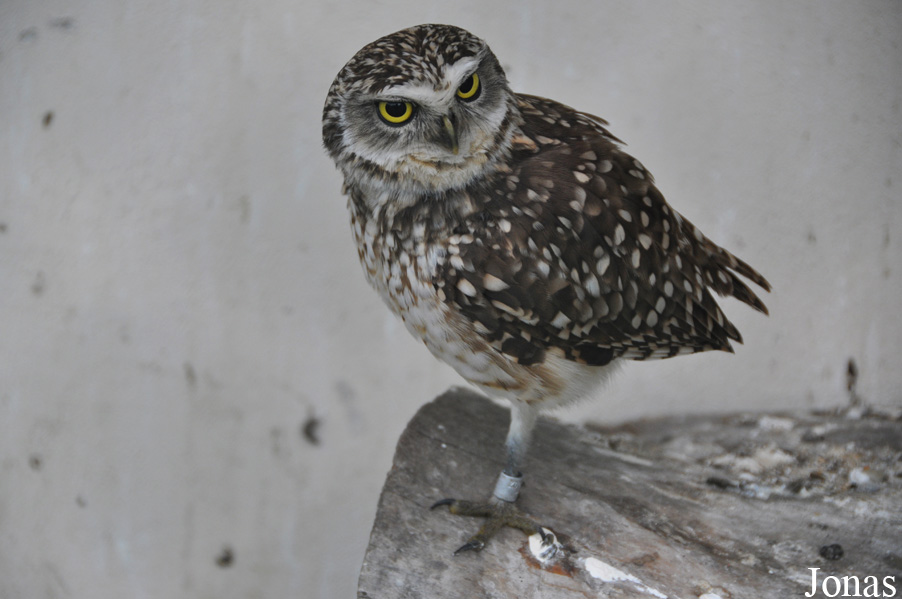 Athene cunicularia