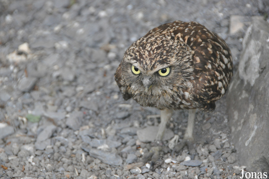 Athene cunicularia