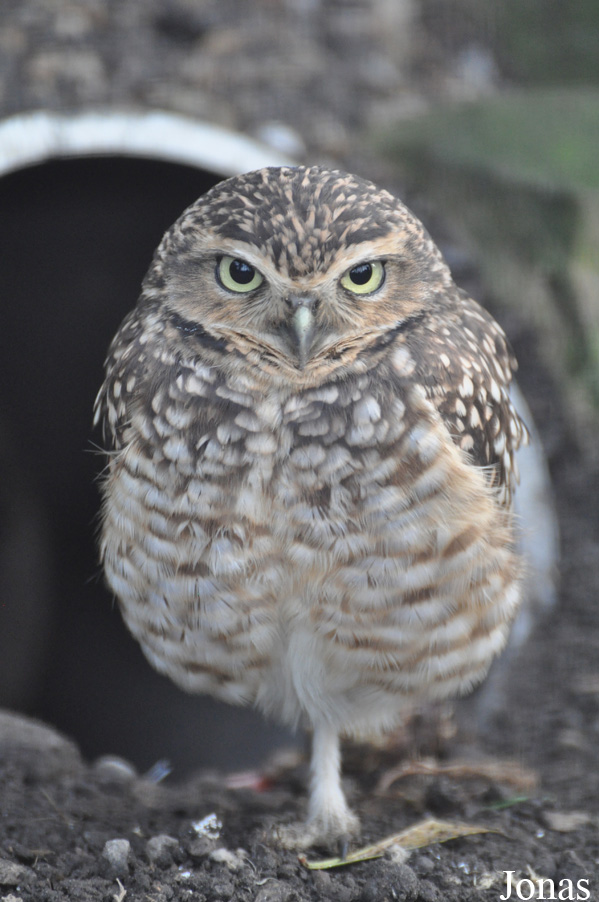 Athene cunicularia