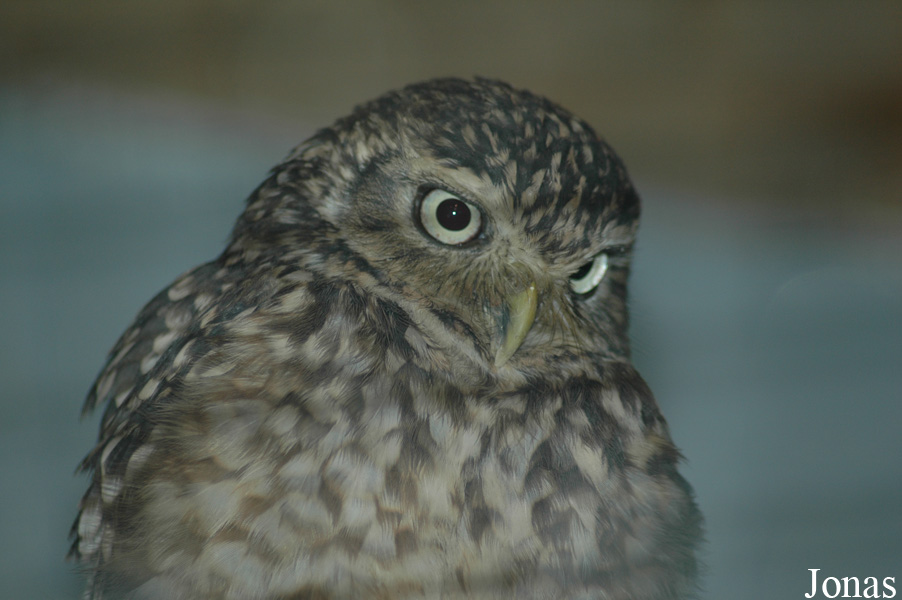 Athene cunicularia