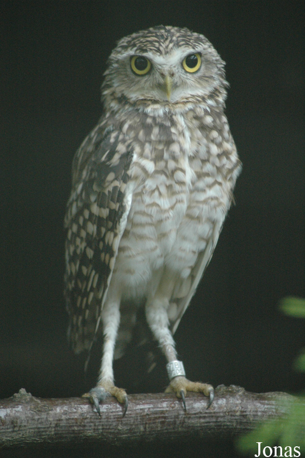 Athene cunicularia
