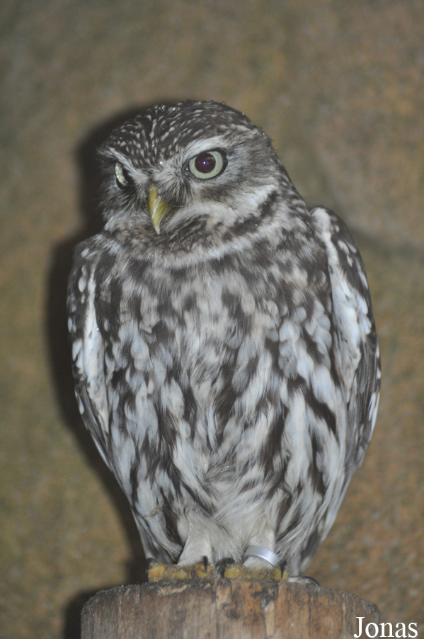 Athene noctua