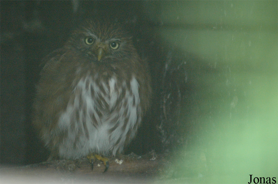 Glaucidium brasilianum