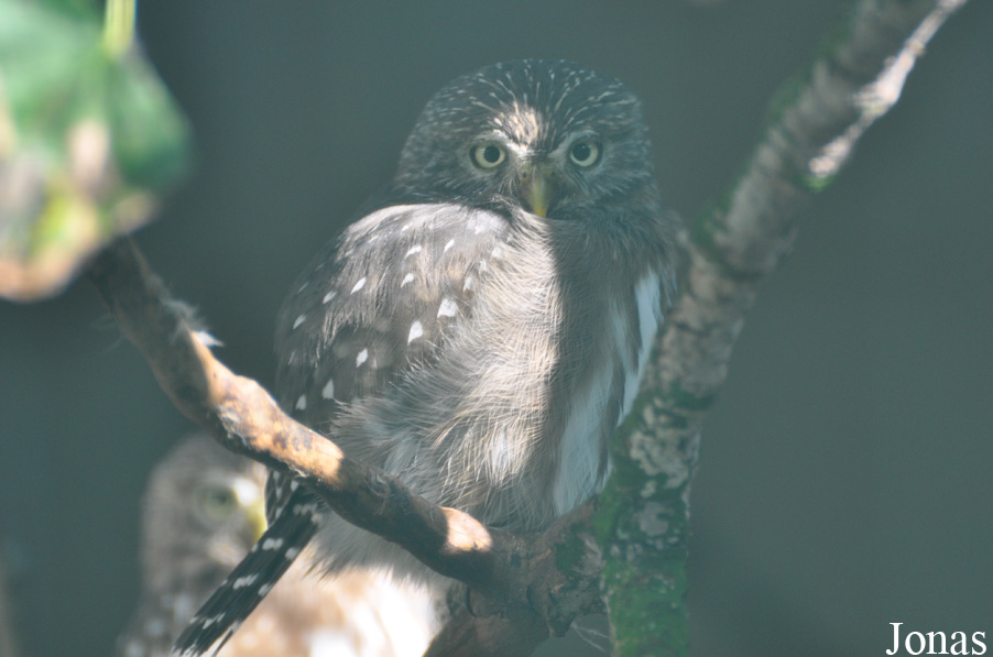 Glaucidium minutissimum