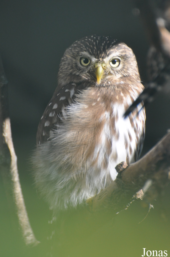 Glaucidium minutissimum