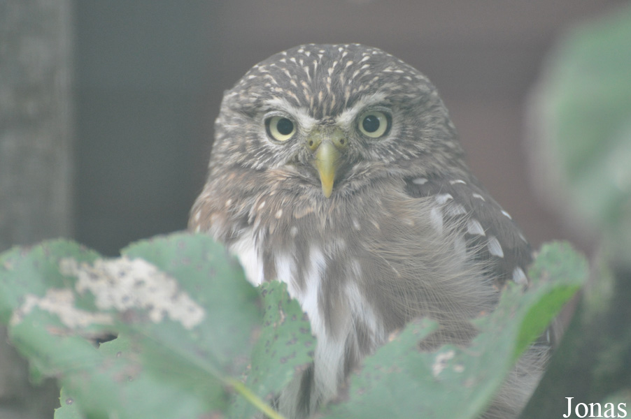 Glaucidium minutissimum