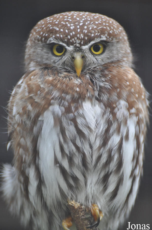 Glaucidium perlatum