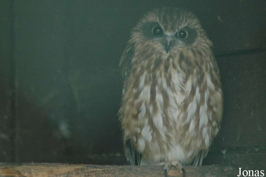 Ninox boobook