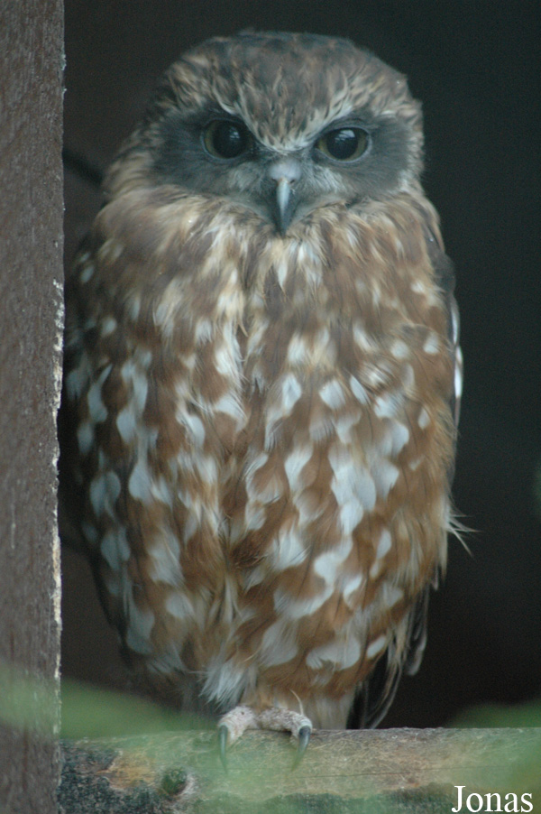 Ninox boobook
