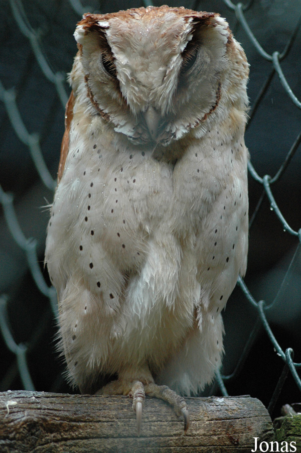 Phodilus badius