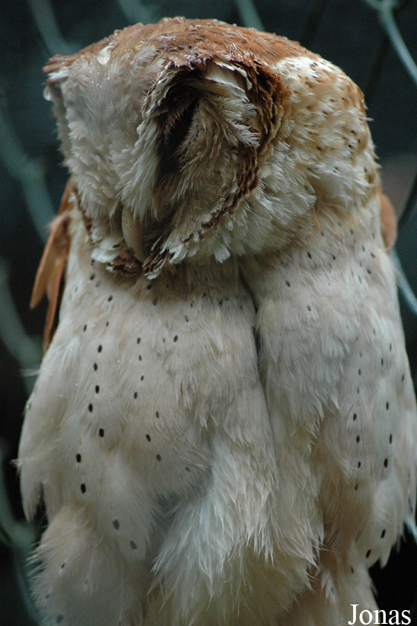 Phodilus badius