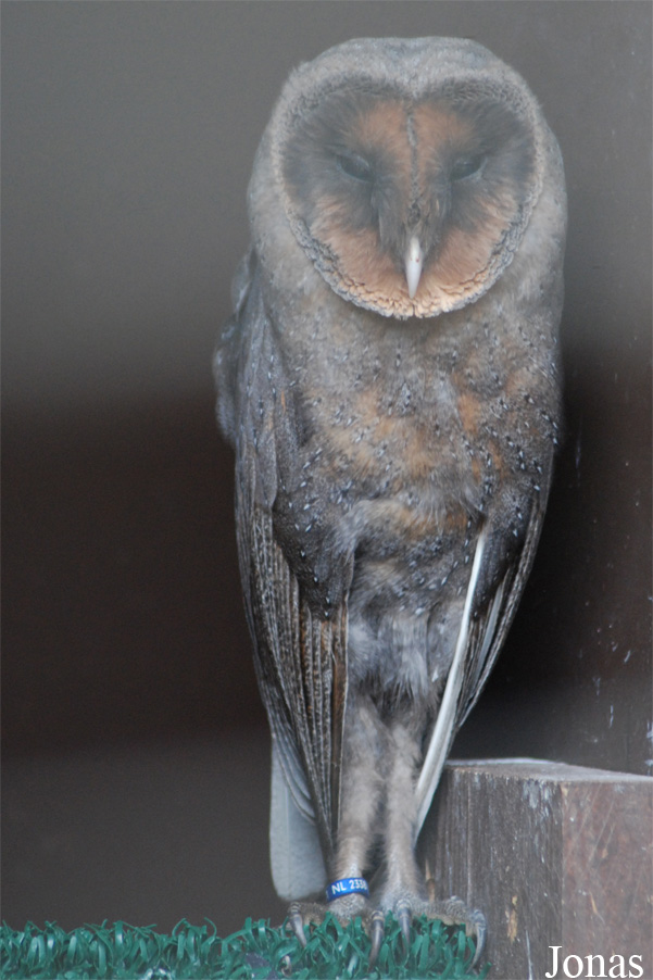 Tyto alba