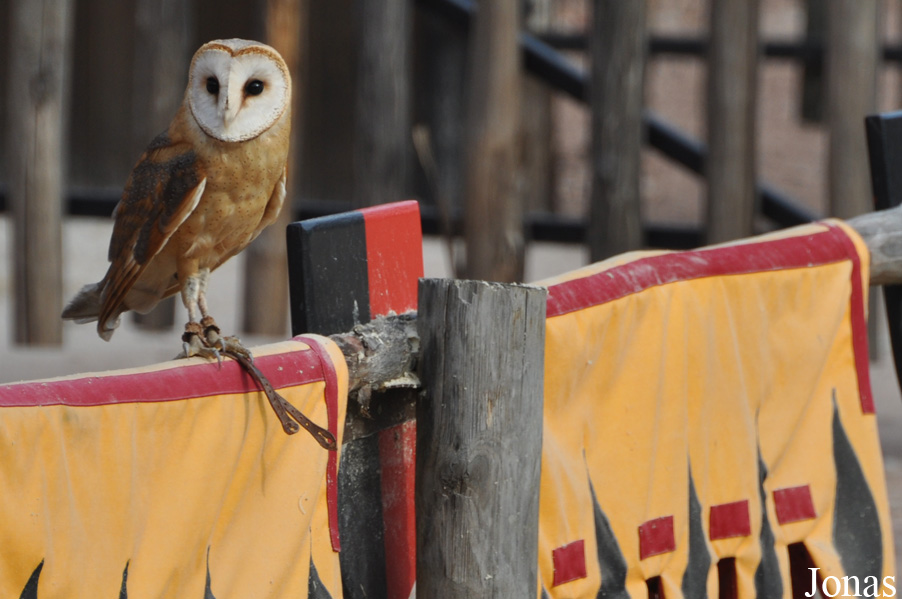Tyto alba