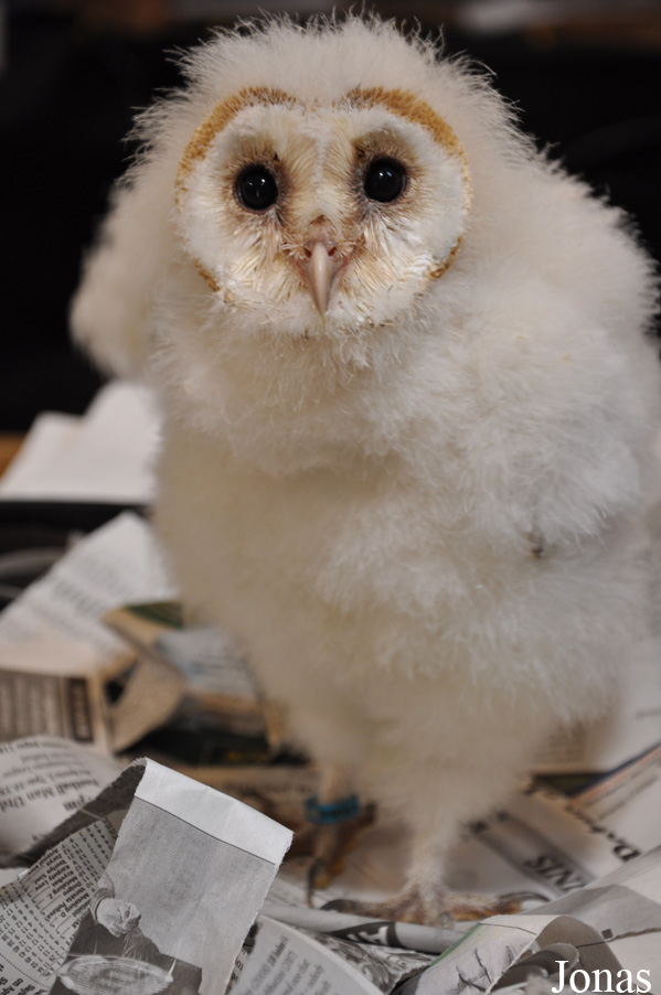 Tyto alba