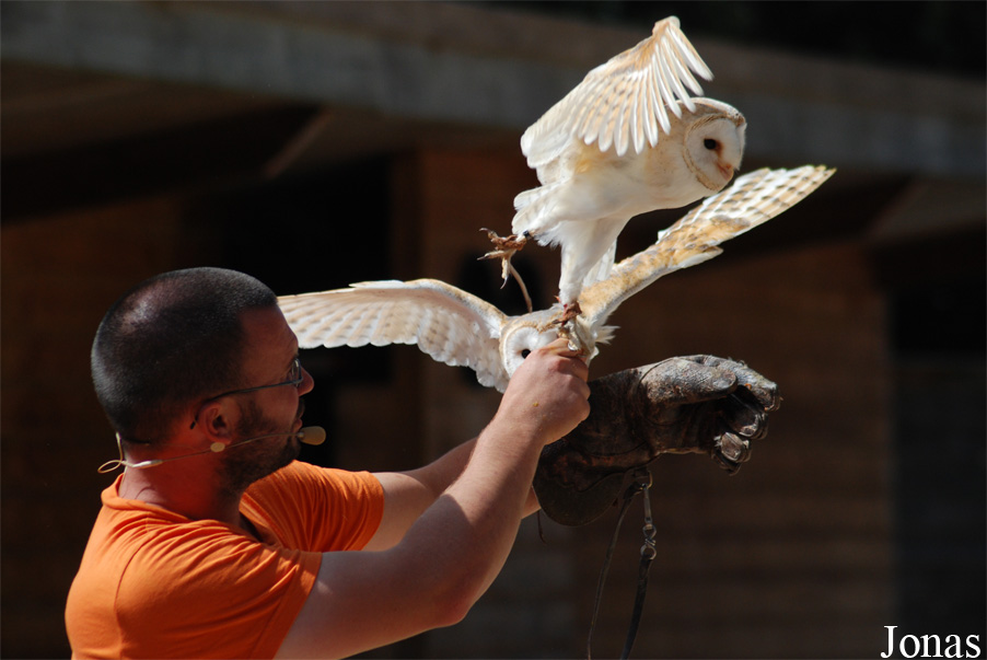Tyto alba