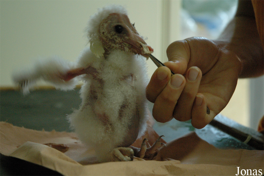 Tyto alba