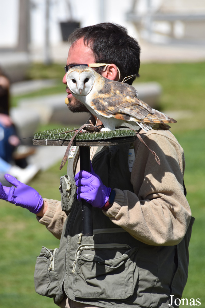 Tyto alba