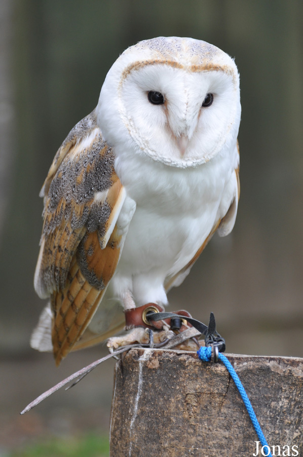 Tyto alba