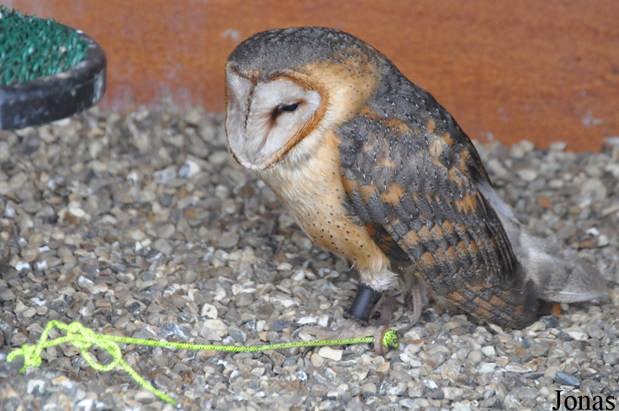 Tyto alba affinis