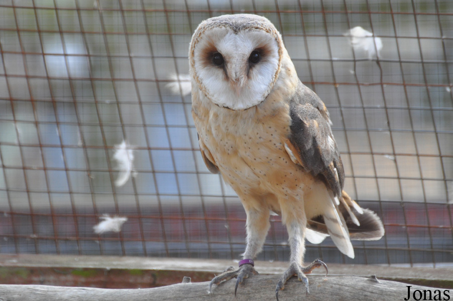 Tyto alba affinis