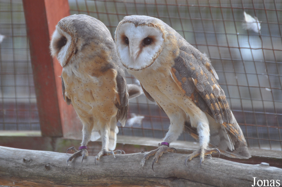 Tyto alba affinis