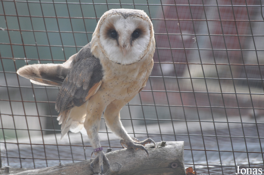 Tyto alba affinis