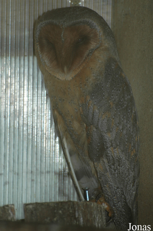 Tyto alba thomensis