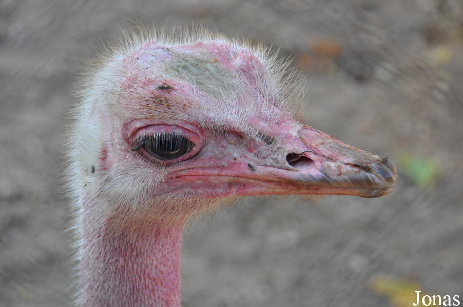 Struthio camelus
