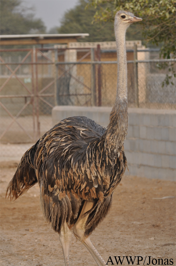 Struthio camelus camelus