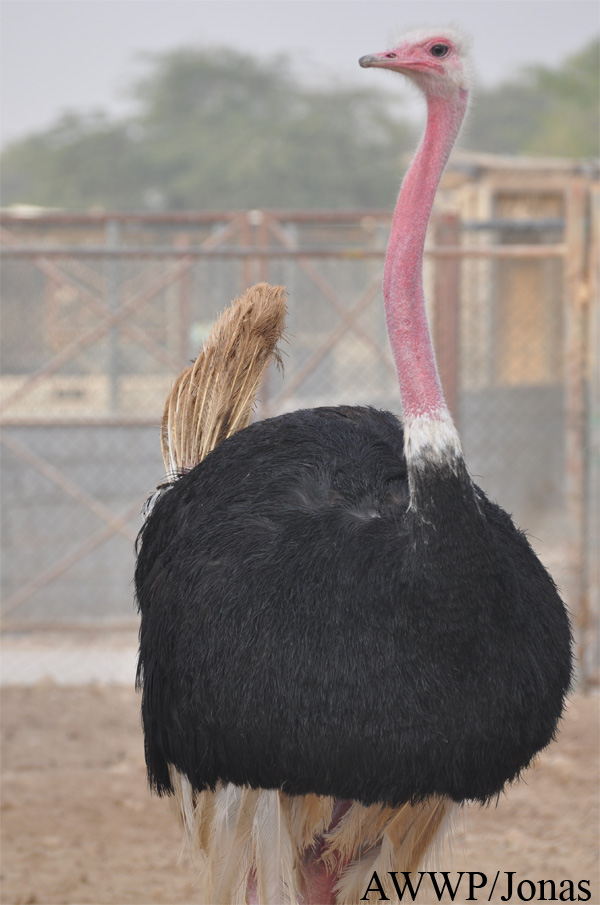 Struthio camelus camelus