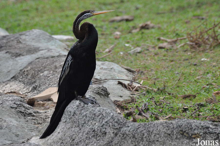 Anhinga melanogaster