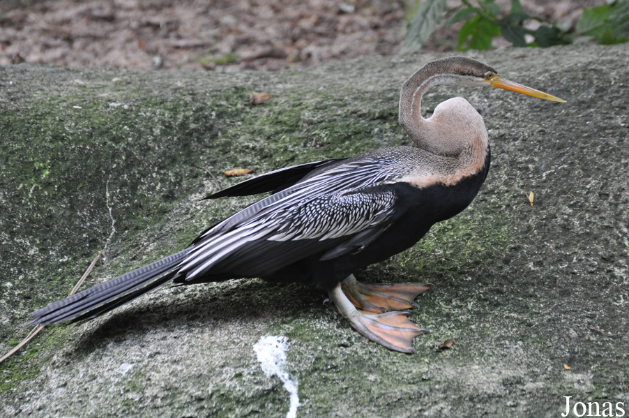 Anhinga melanogaster