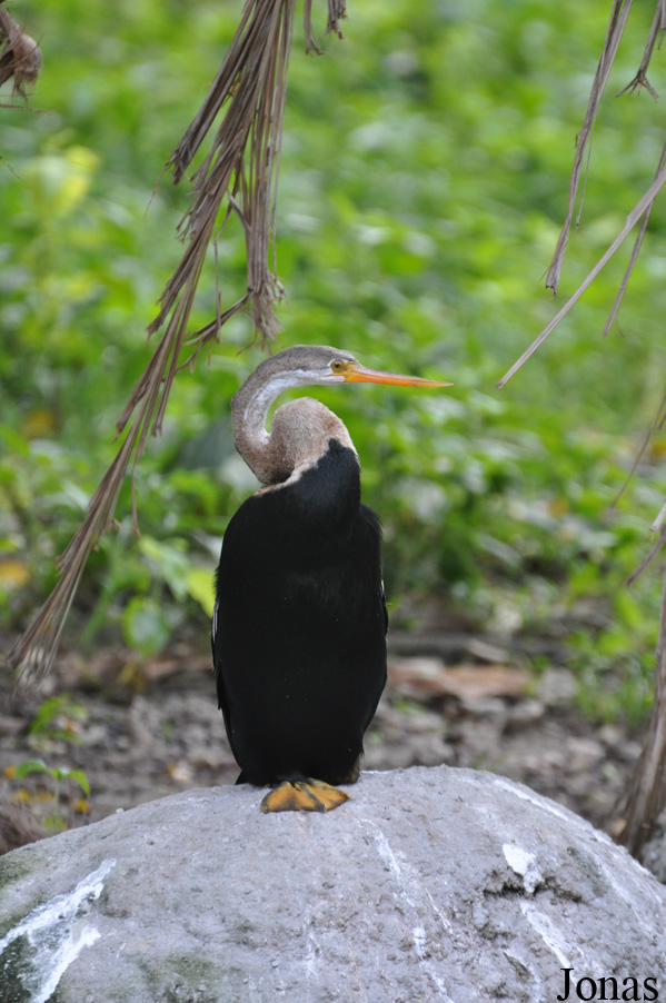 Anhinga melanogaster