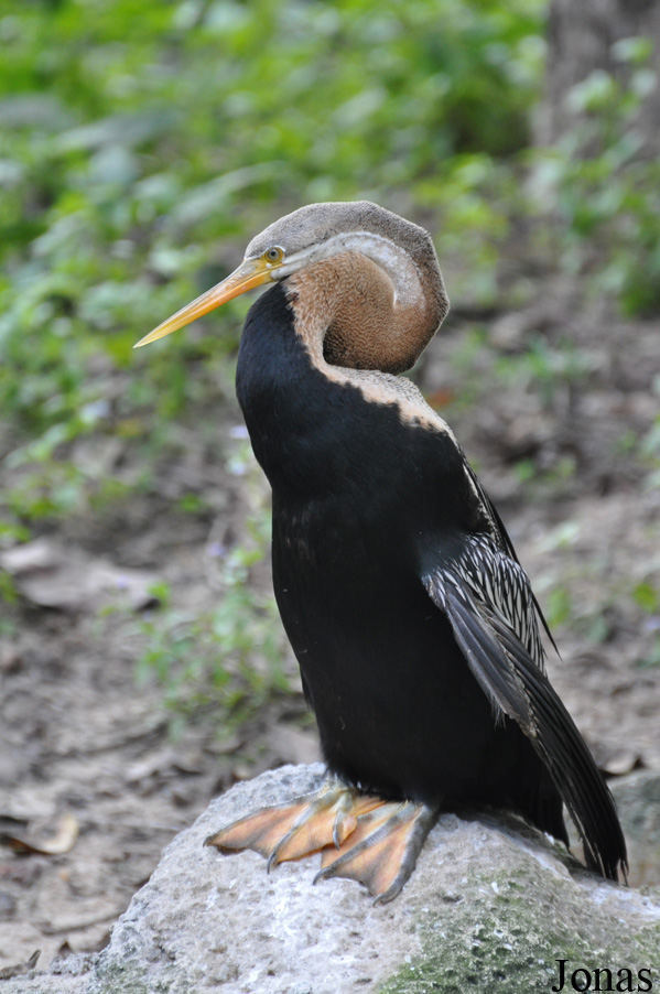 Anhinga melanogaster