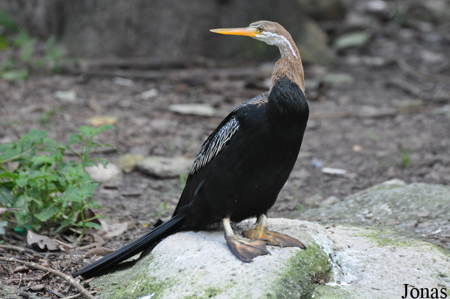 Anhinga melanogaster