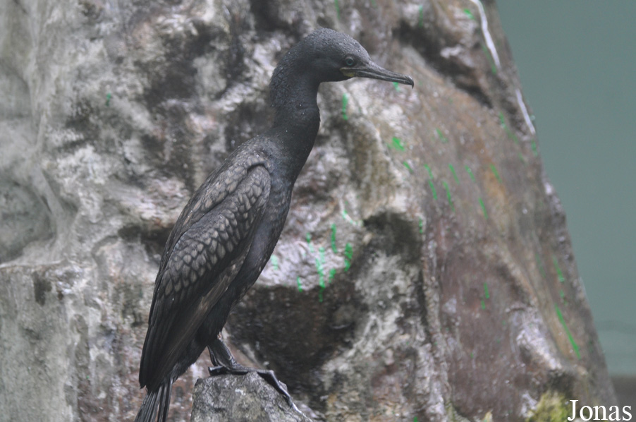 Microcarbo niger