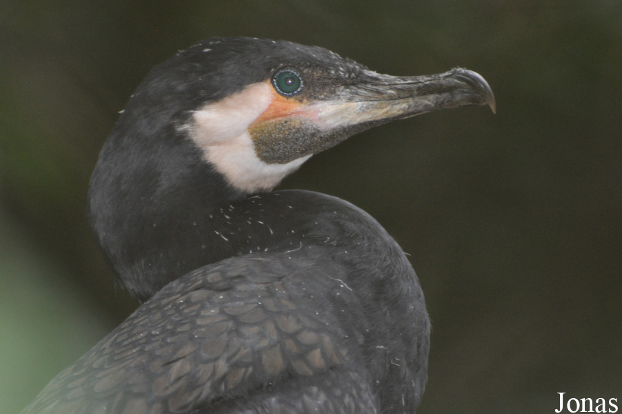 Phalacrocorax carbo