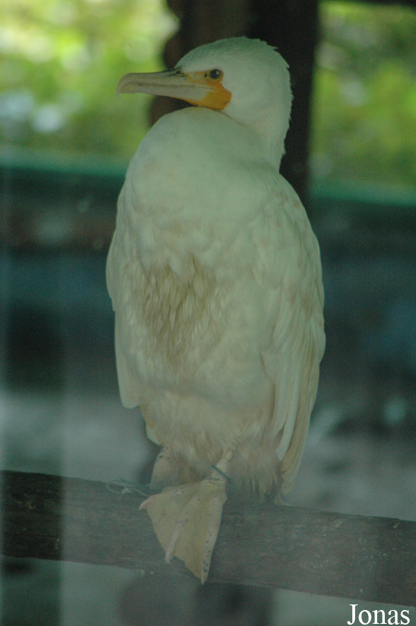 Phalacrocorax carbo