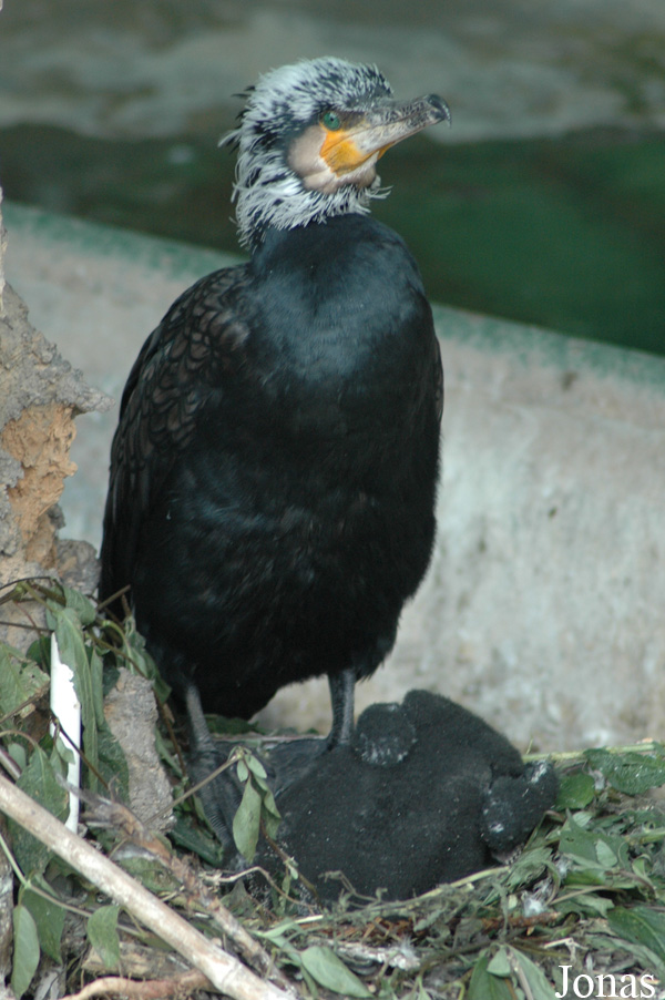 Phalacrocorax carbo