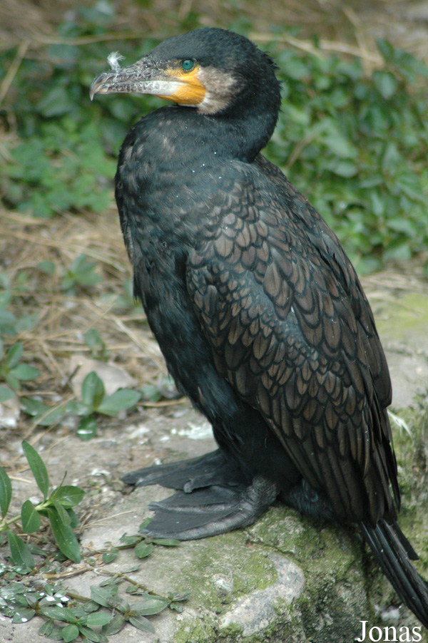 Phalacrocorax carbo