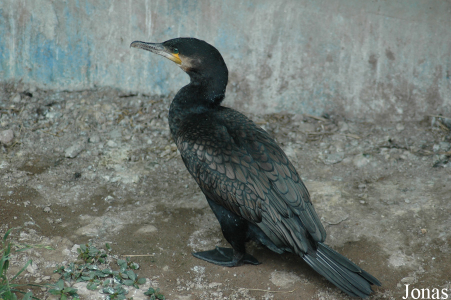 Phalacrocorax carbo
