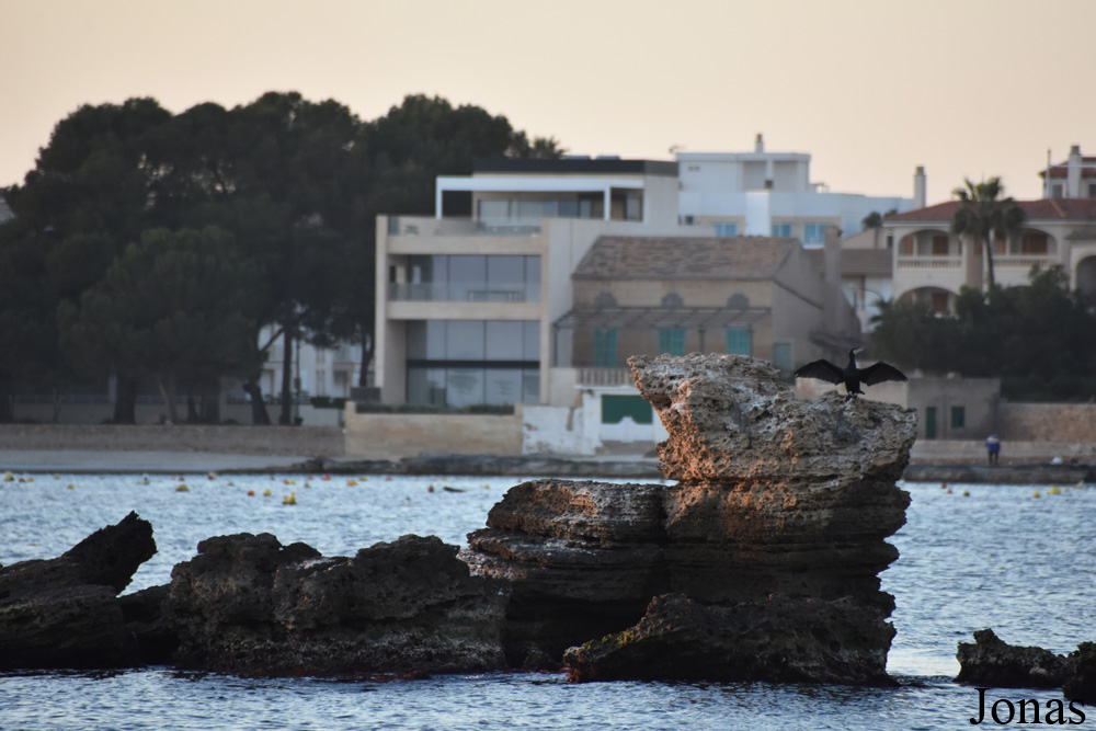 Phalacrocorax carbo / Colònia de Sant Jordi