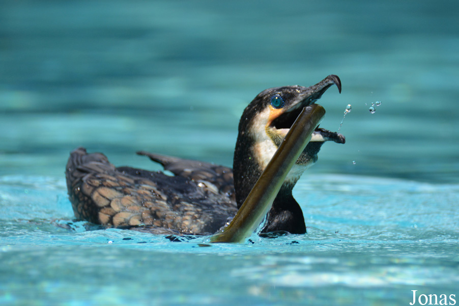 Phalacrocorax carbo sinensis